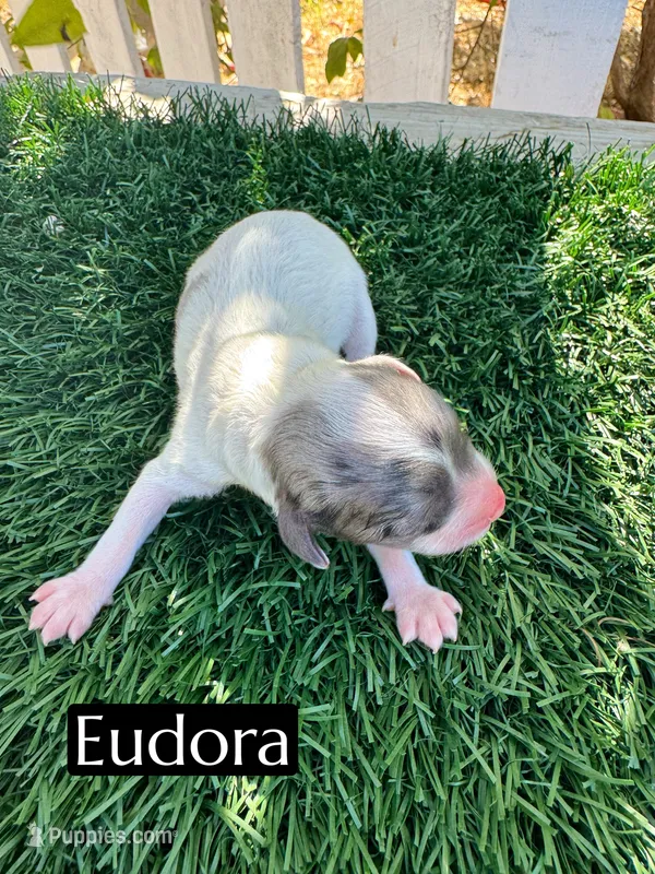 Eudoria – Cavapoo puppy for sale in Bakersfield, CA