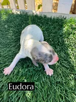 Eudoria, a female Cavapoo for sale in Bakersfield, CA – 1 of 1