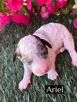 Beast (roughly 15 lbs), a male Poodle - Miniature  for sale in Bakersfield, CA – 1 of 1