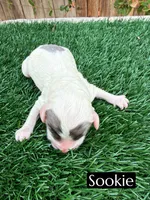 Sookie (10-12 lbs), a female Cavapoo for sale in Bakersfield, CA – 1 of 1