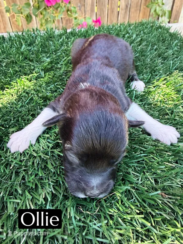 Ollie (8-10 lbs) – Miniature Aussiedoodle puppy for sale in Bakersfield, CA
