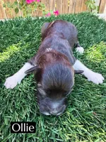 Ollie (8-10 lbs), a male Miniature Aussiedoodle for sale in Bakersfield, CA – 1 of 1