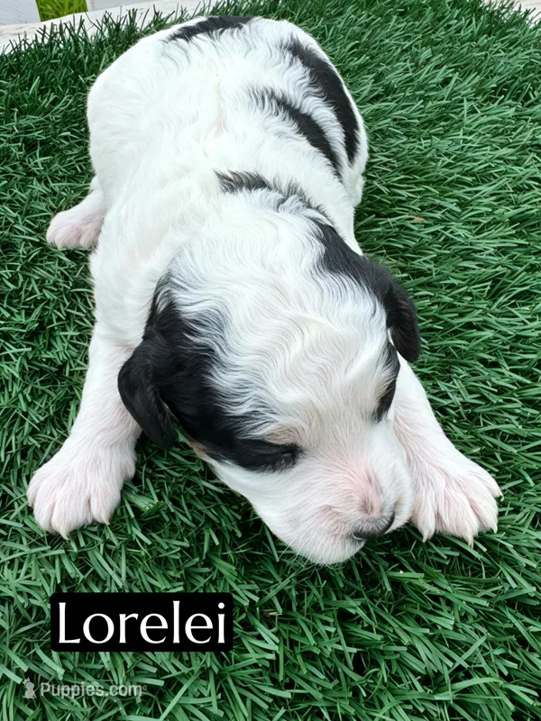 Lorelei (25 lbs)