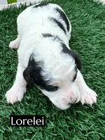 Lorelei (25 lbs), a female Miniature Bernedoodle for sale in Bakersfield, CA – Photo 1 of 4