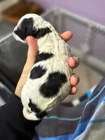 Lorelei (25 lbs), a female Miniature Bernedoodle for sale in Bakersfield, CA – Photo 4 of 4