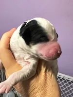 Lorelei (25 lbs), a female Miniature Bernedoodle for sale in Bakersfield, CA – Photo 3 of 4