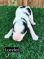 Lorelei (25 lbs), a female Miniature Bernedoodle for sale in Bakersfield, CA – Photo 2 of 4