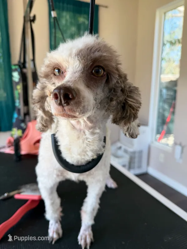 Theo AKC 8lbs – Poodle - Toy  puppy for sale in Bakersfield, CA