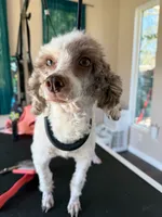 Theo AKC 8lbs, a female Poodle - Toy  for sale in Bakersfield, CA – 1 of 1