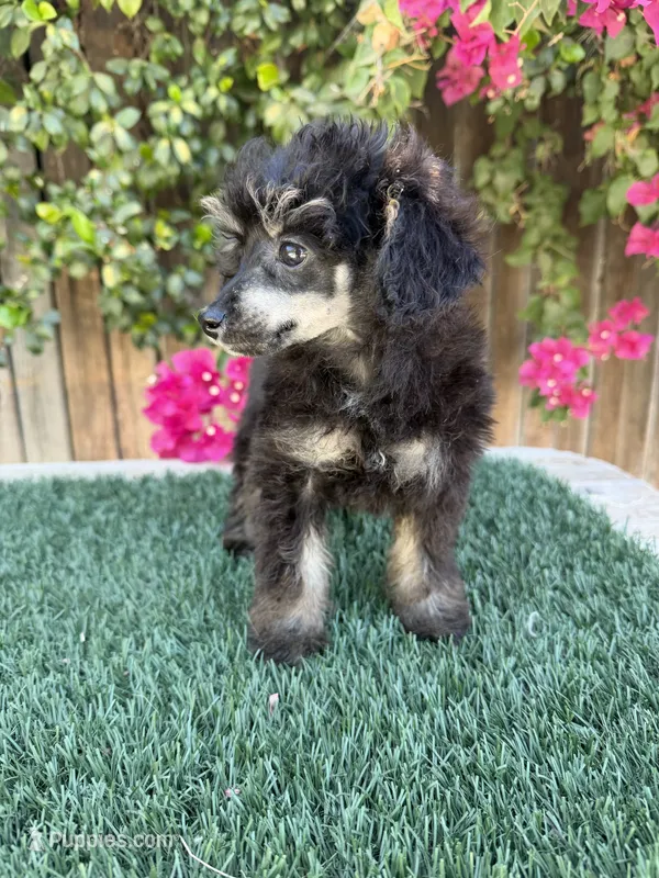 Sweetie – Poodle - Toy  puppy for sale in Bakersfield, CA