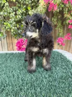 Sweetie, a female Poodle - Toy  for sale in Bakersfield, CA – 1 of 2