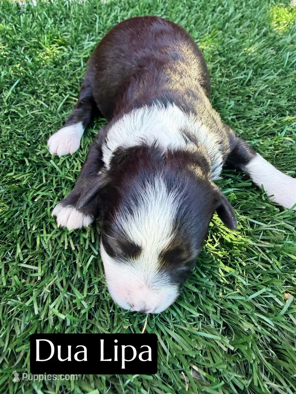 Dua Lipa (10 lbs) – Miniature Aussiedoodle puppy for sale in Bakersfield, CA
