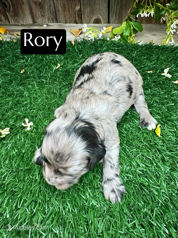 Rory (15-20 lbs) – Miniature Bernedoodle puppy for sale in Bakersfield, CA