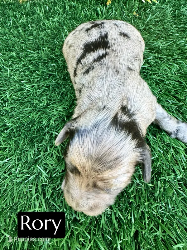 Rory (15-20 lbs) – Miniature Bernedoodle puppy for sale in Bakersfield, CA