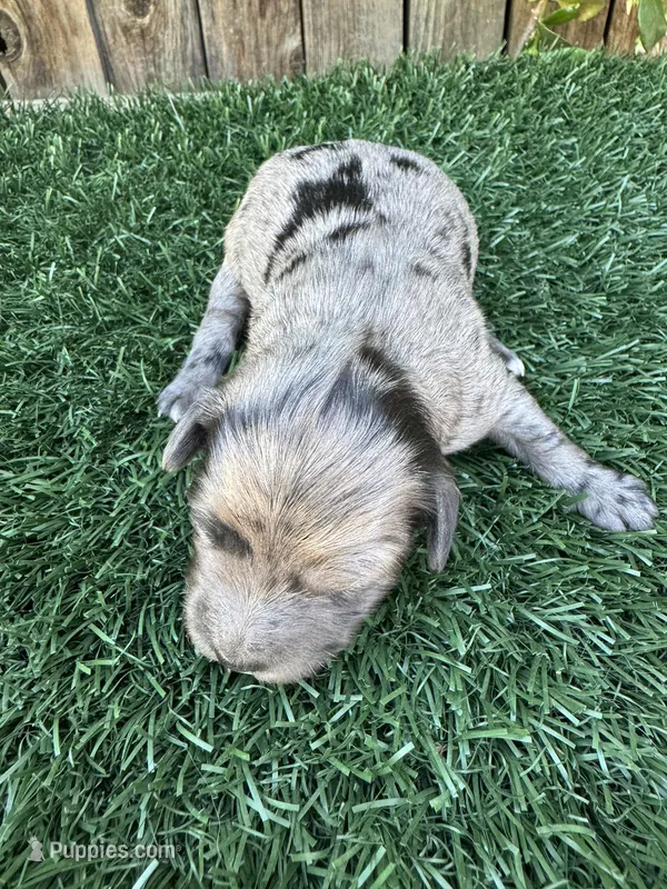 Rory (15-20 lbs) – Miniature Bernedoodle puppy for sale in Bakersfield, CA