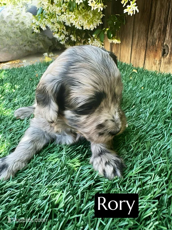 Rory (15-20 lbs) – Miniature Bernedoodle puppy on hold in Bakersfield, CA