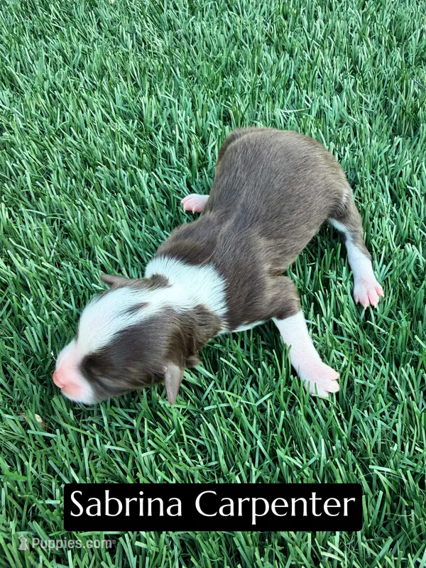 Sabrina Carpenter (15-18 lbs) – Miniature Aussiedoodle puppy for sale in Bakersfield, CA