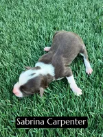 Sabrina Carpenter (15-18 lbs), a female Miniature Aussiedoodle for sale in Bakersfield, CA – 1 of 1
