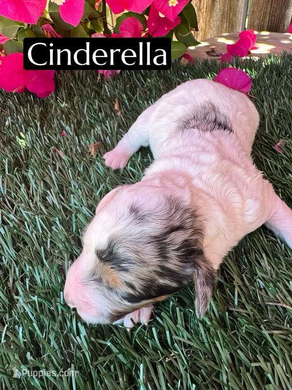 Cinderella (roughly 15 lbs) – Poodle - Miniature  puppy for sale in Bakersfield, CA