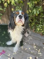 Marshal's Buster (Merle Cav), a male Cavalier King Charles Spaniel for sale in Bakersfield, CA – 3 of 4