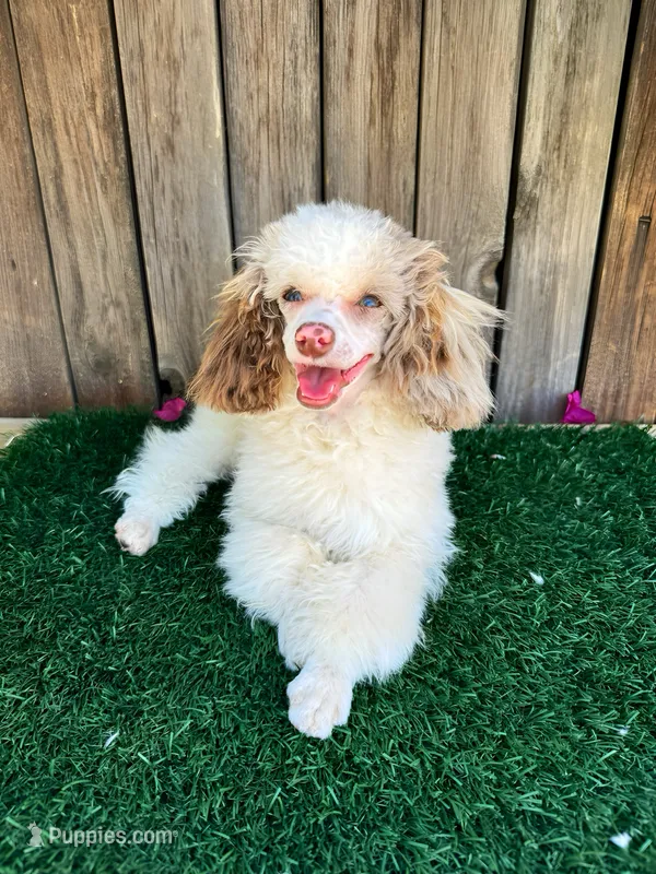 Mav AKC 5 lbs – Poodle - Toy  puppy for sale in Bakersfield, CA