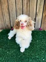 Mav AKC 5 lbs, a male Poodle - Toy  for sale in Bakersfield, CA – 1 of 1