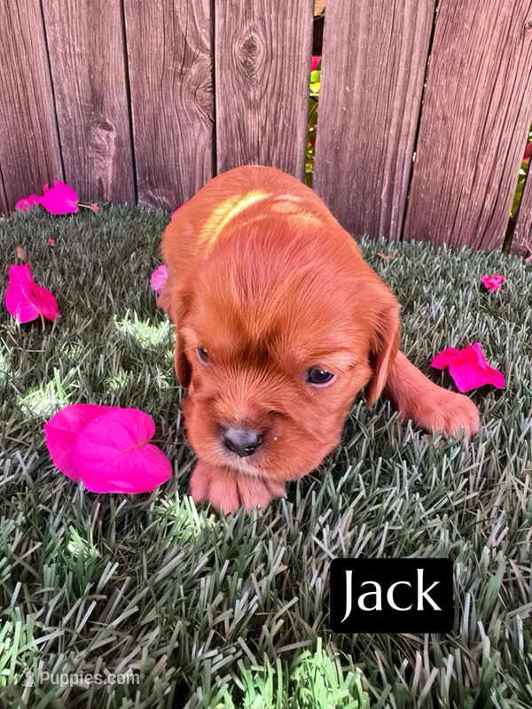 AKC Jack – Cavalier King Charles Spaniel puppy for sale in Bakersfield, CA