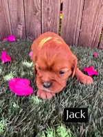 AKC Jack (Mm kyky Bb atat Ssp), a male Cavalier King Charles Spaniel for sale in Bakersfield, CA – 1 of 3