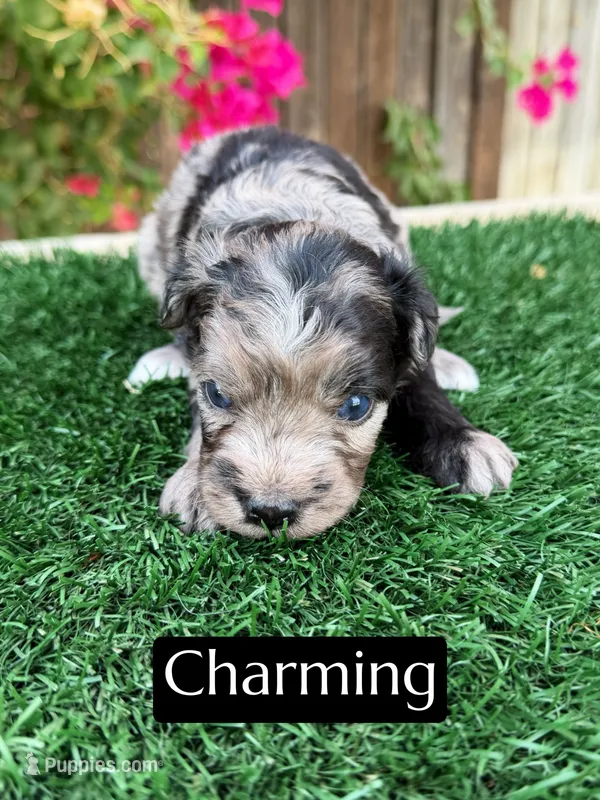 Charming (15 lbs) – Miniature Aussiedoodle puppy for sale in Bakersfield, CA