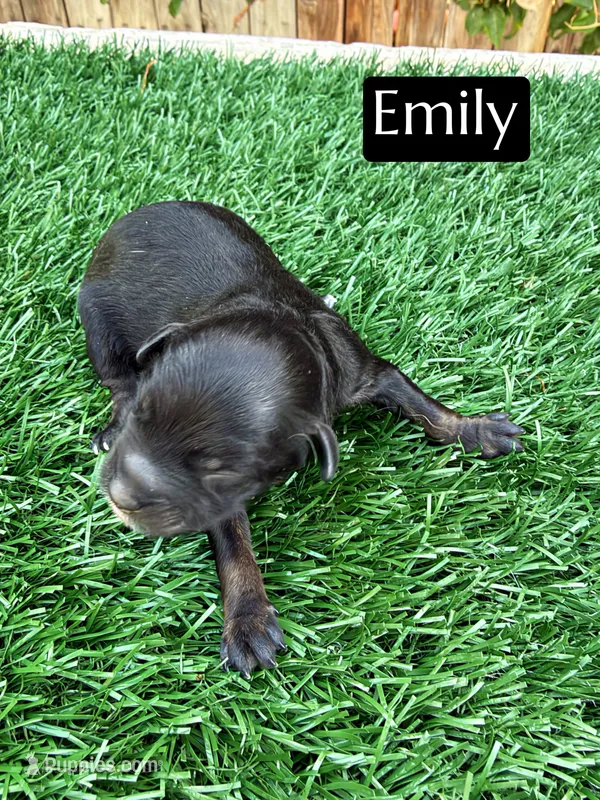 Emily (10-12 lbs), a female Cavapoo for sale in Bakersfield, CA – 1 of 1