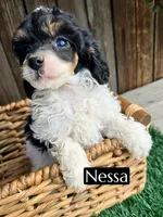Nessarose (6-9 lbs) AKC clear, a female Poodle - Toy  for sale in Bakersfield, CA – Photo 4 of 10