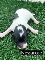 Nessarose (6-9 lbs) AKC clear, a female Poodle - Toy  for sale in Bakersfield, CA – Photo 10 of 10