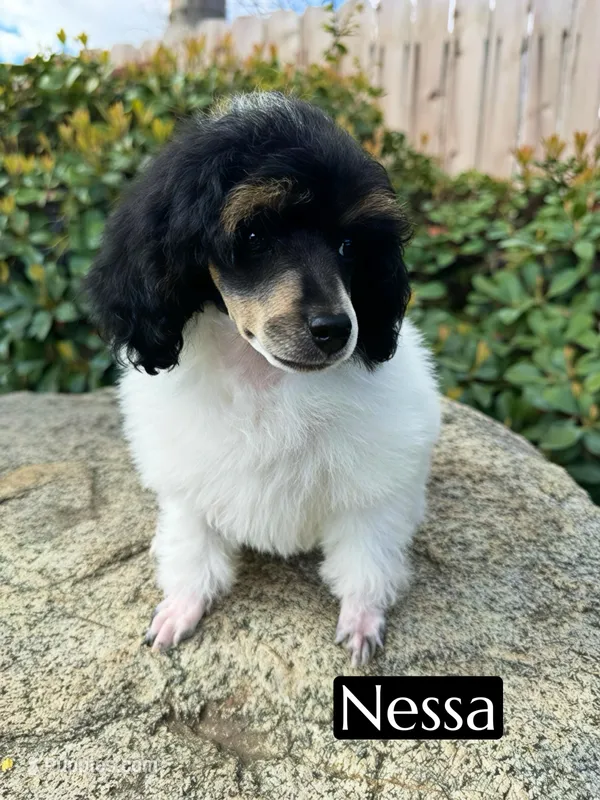 Nessarose (6-9 lbs) AKC clear