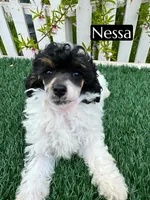 Nessarose (6-9 lbs) AKC clear, a female Poodle - Toy  for sale in Bakersfield, CA – Photo 9 of 10