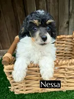 Nessarose (6-9 lbs) AKC clear, a female Poodle - Toy  for sale in Bakersfield, CA – Photo 3 of 10