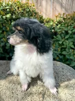 Nessarose (6-9 lbs) AKC clear, a female Poodle - Toy  for sale in Bakersfield, CA – Photo 2 of 10