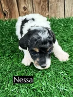 Nessarose (6-9 lbs) AKC clear, a female Poodle - Toy  for sale in Bakersfield, CA – Photo 8 of 10