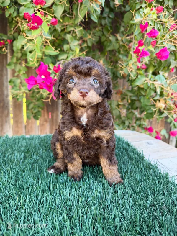 Annie AKC (6-7 lbs) – Poodle - Toy  puppy on hold in Bakersfield, CA