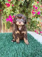 Annie AKC (6-7 lbs), a female Poodle - Toy  for sale in Bakersfield, CA – 1 of 2