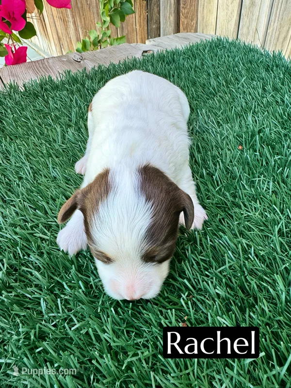 Rachel (10 lbs) – Miniature Aussiedoodle puppy for sale in Bakersfield, CA
