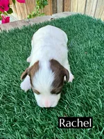 Rachel (10 lbs), a female Miniature Aussiedoodle for sale in Bakersfield, CA – 4 of 6
