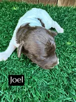 Joel (4-5 lbs), a male Poodle - Toy  for sale in Bakersfield, CA – Photo 4 of 6