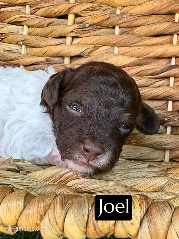 Joel (4-5 lbs) – Poodle - Toy  puppy for sale in Bakersfield, CA