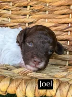 Joel (4-5 lbs), a male Poodle - Toy  for sale in Bakersfield, CA – Photo 3 of 6