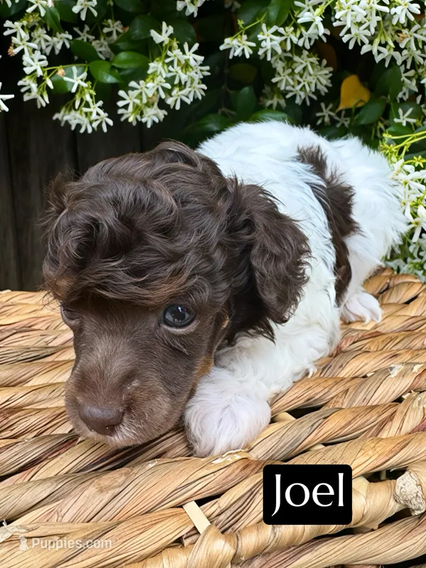 Joel (4-5 lbs) – Poodle - Toy  puppy for sale in Bakersfield, CA