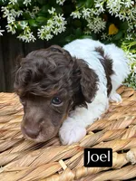 Joel (4-5 lbs), a male Poodle - Toy  for sale in Bakersfield, CA – Photo 1 of 6