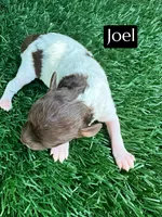 Joel (4-5 lbs), a male Poodle - Toy  for sale in Bakersfield, CA – Photo 5 of 6