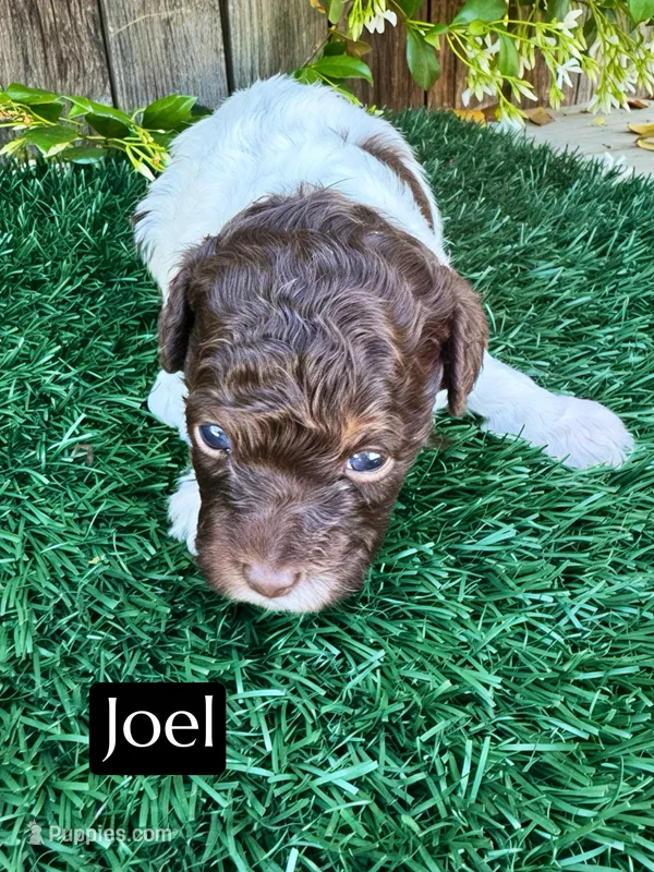 Joel (4-5 lbs) – Poodle - Toy  puppy for sale in Bakersfield, CA
