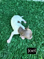 Joel (4-5 lbs), a male Poodle - Toy  for sale in Bakersfield, CA – Photo 6 of 6