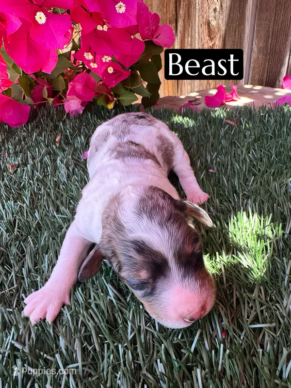 Ariel (roughly 15 lbs) – Poodle - Miniature  puppy for sale in Bakersfield, CA